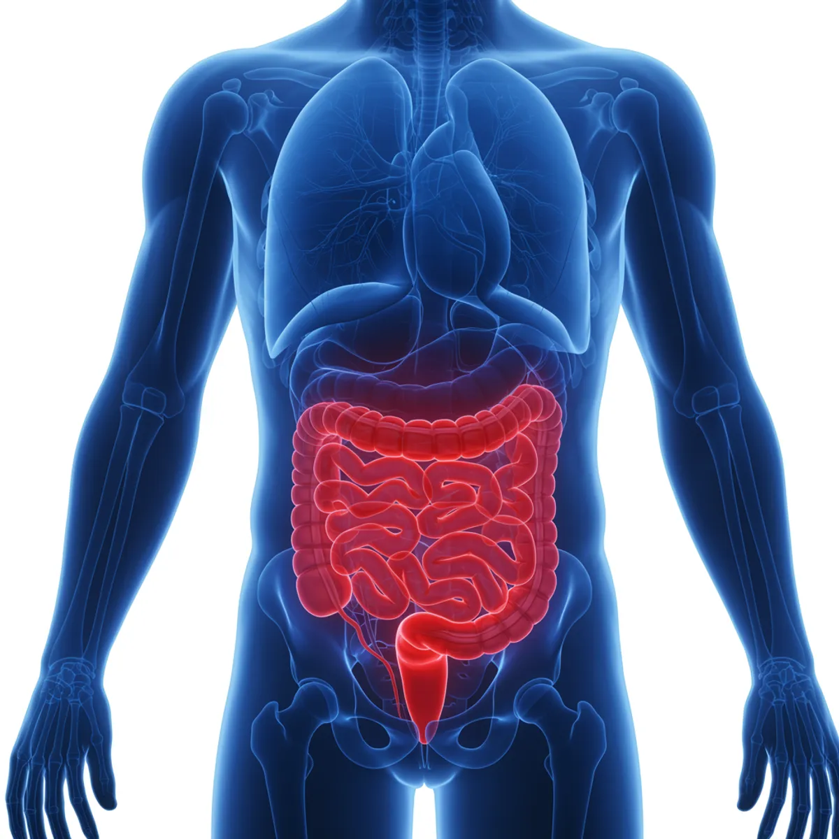 freepik_front-view-human-torso-se_2840361171